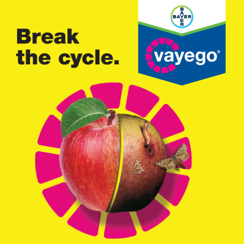 Bayer4CropsCA's tweet photo. Hey Ontario apple growers! If you want to control pests like Codling Apple Moth, get #vayego insecticide. With a unique mode of action, it stops feeding damage quickly with systemic action and long lasting residual activity.

🍎 @laura_aarts @MargaretAlexiou
