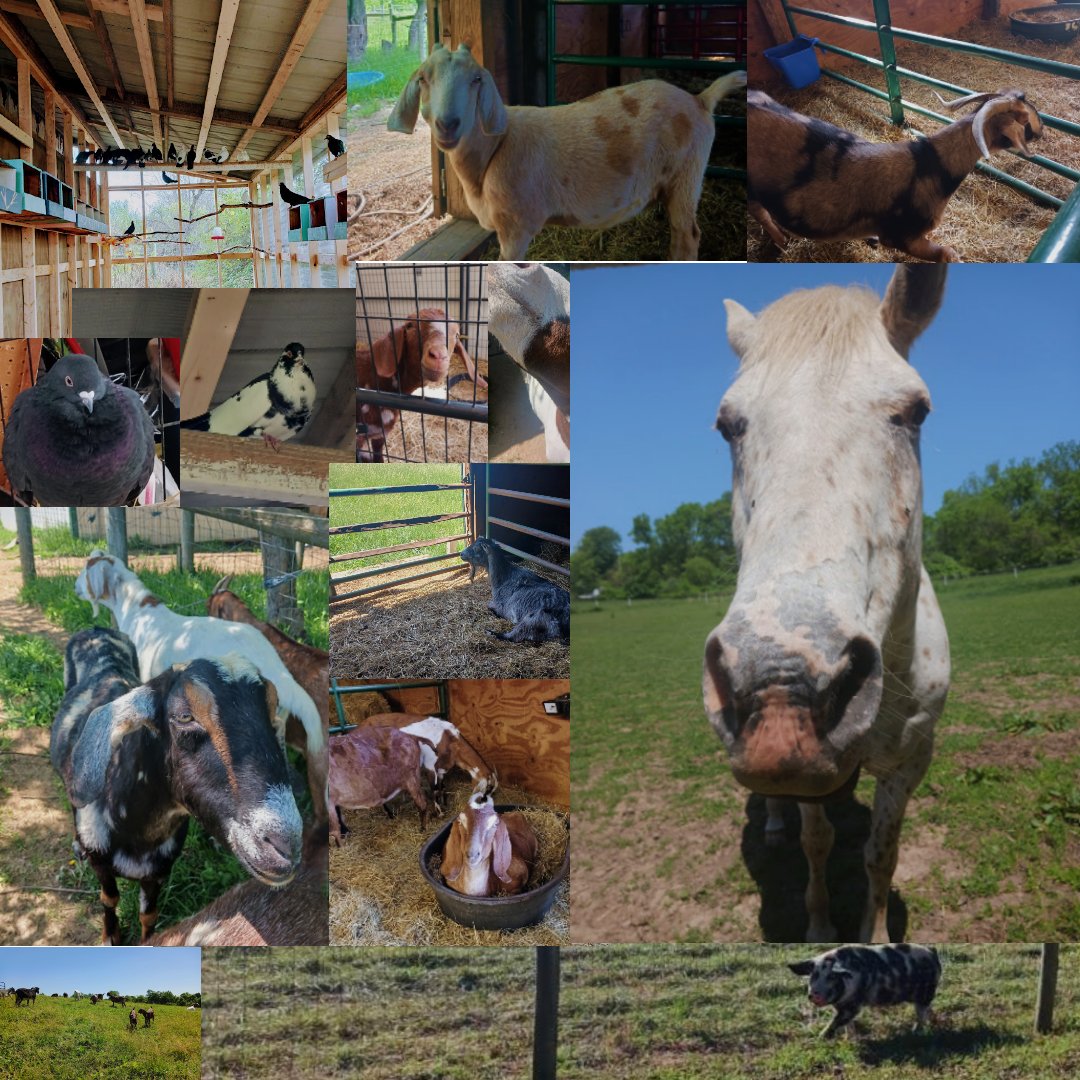 ohiospca's tweet photo. Like updates about the Ohio SPCA Farm Sanctuary? 𝗦𝘂𝗯𝘀𝗰𝗿𝗶𝗯𝗲 𝘁𝗼 𝗼𝘂𝗿 𝘄𝗲𝗲𝗸𝗹𝘆 𝗻𝗲𝘄𝘀𝗹𝗲𝘁𝘁𝗲𝗿! at https://t.co/zJ26xAPgcP https://t.co/7tU2d2WnGH