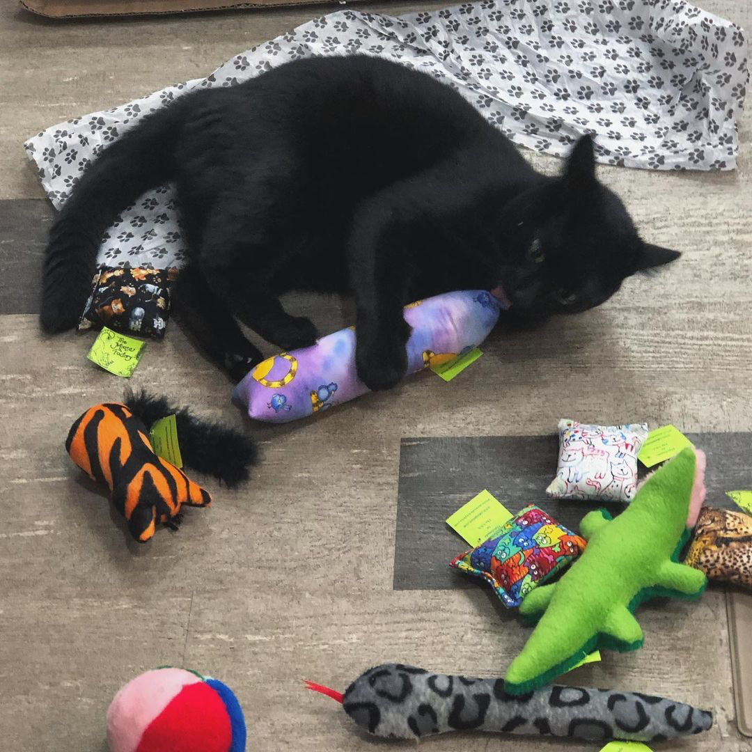 Dr. Pol on Twitter "Does your cat have a favorite toy? And is it all