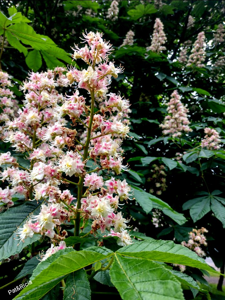 Horse Chestnut 🌰 tree flowers. Beautiful, majestic display all round the tree. 💚
#flowerphotography #flowers #outdoors #outdoorphotography #photogallery #photography #photographer #naturephotographer #naturephotography #natureperfection #mindfulness #naturewatch #naturewalk ❤️