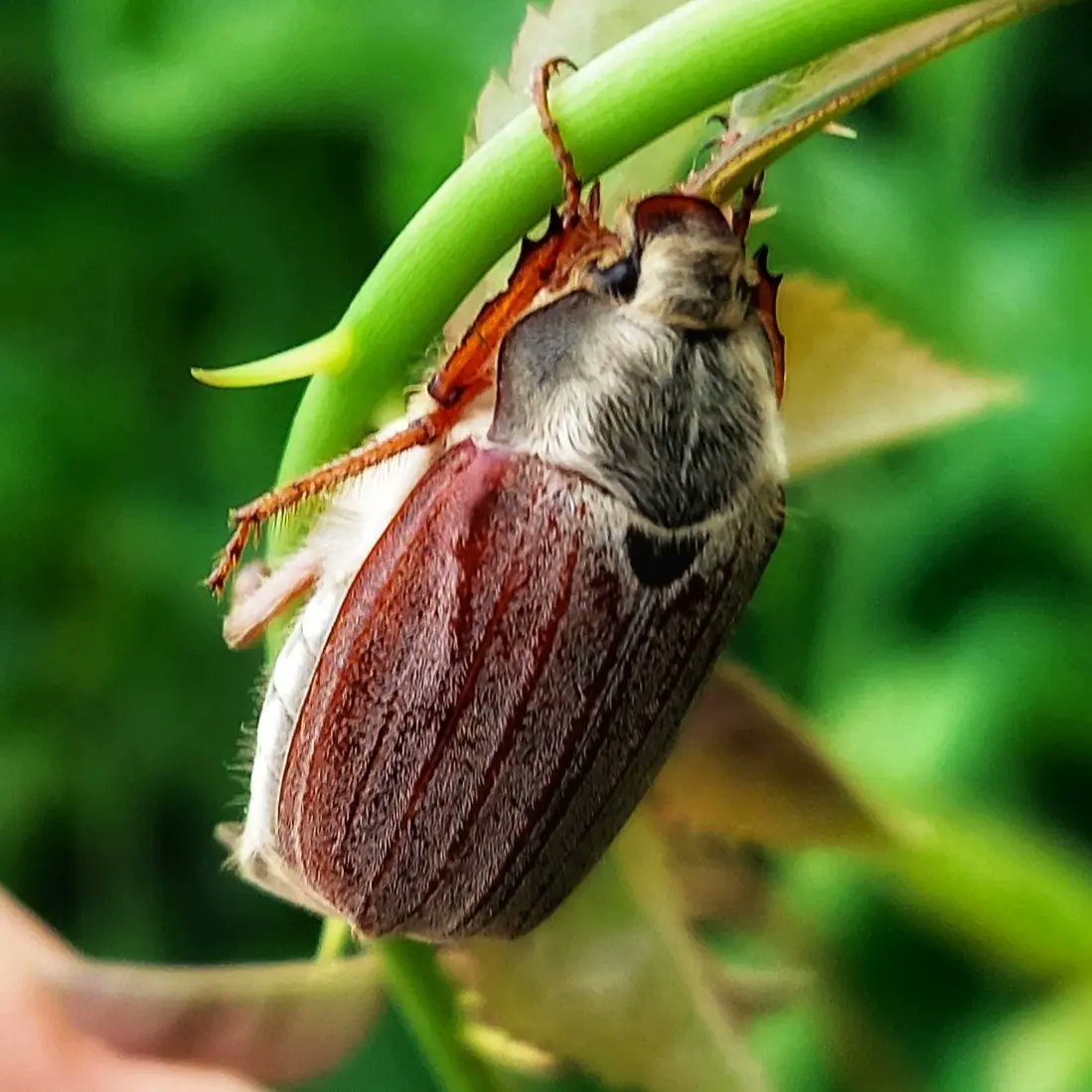 The one and only cockchafer that I have seen this year. #beetles #bugs #nature #wildlife #devon