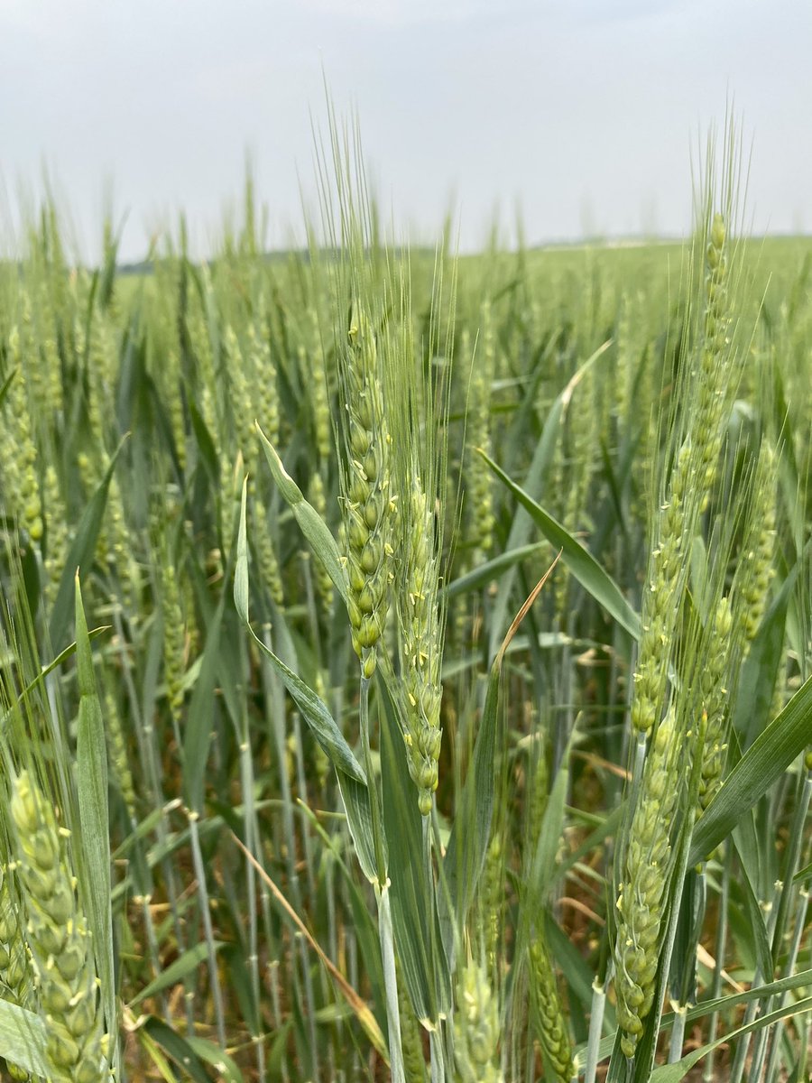 Wheat T3 fungicide application is important even in a drought year. Will help keep plant green longer, help plants retain water and help plant manage stress better! 👍🏻✅ #fungicide #wheat23