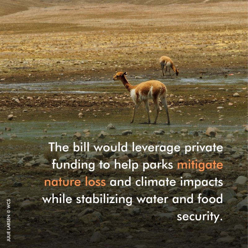 TheWCS's tweet photo. We must find sustainable financing to address the growing challenges to nature. If you're in the U.S., speak out in support of the U.S. Foundation for International Conservation. https://t.co/ToTOKBSz1p #FramingOurFuture #USFICA