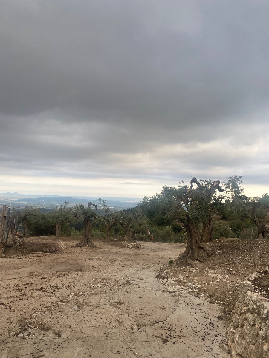 3404metros's tweet image. Tarde de mountain bike en el patio de casa, Castell d’Alaró, puerto de primera #serratramuntana , amenaza tormenta pero parece que hoy no toca.
