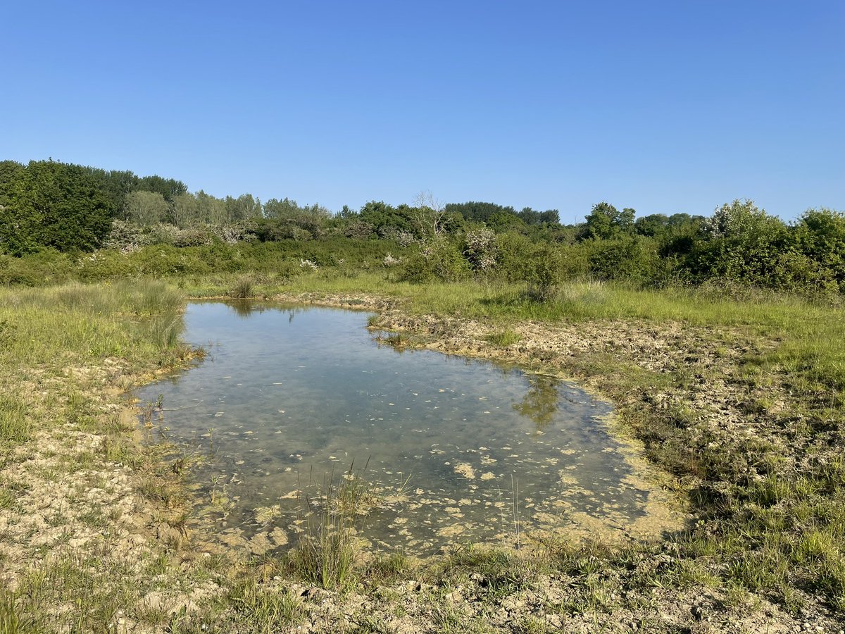 Great to visit the @suffolkwildlife #rewilding site Black Bourn Valley at the weekend, nightingales, turtle doves, #orchids and groundhoppers doing well #summer read more on site in jor.pensoft.net/article/82317/ @Pensoft @OrthopteraR #nature