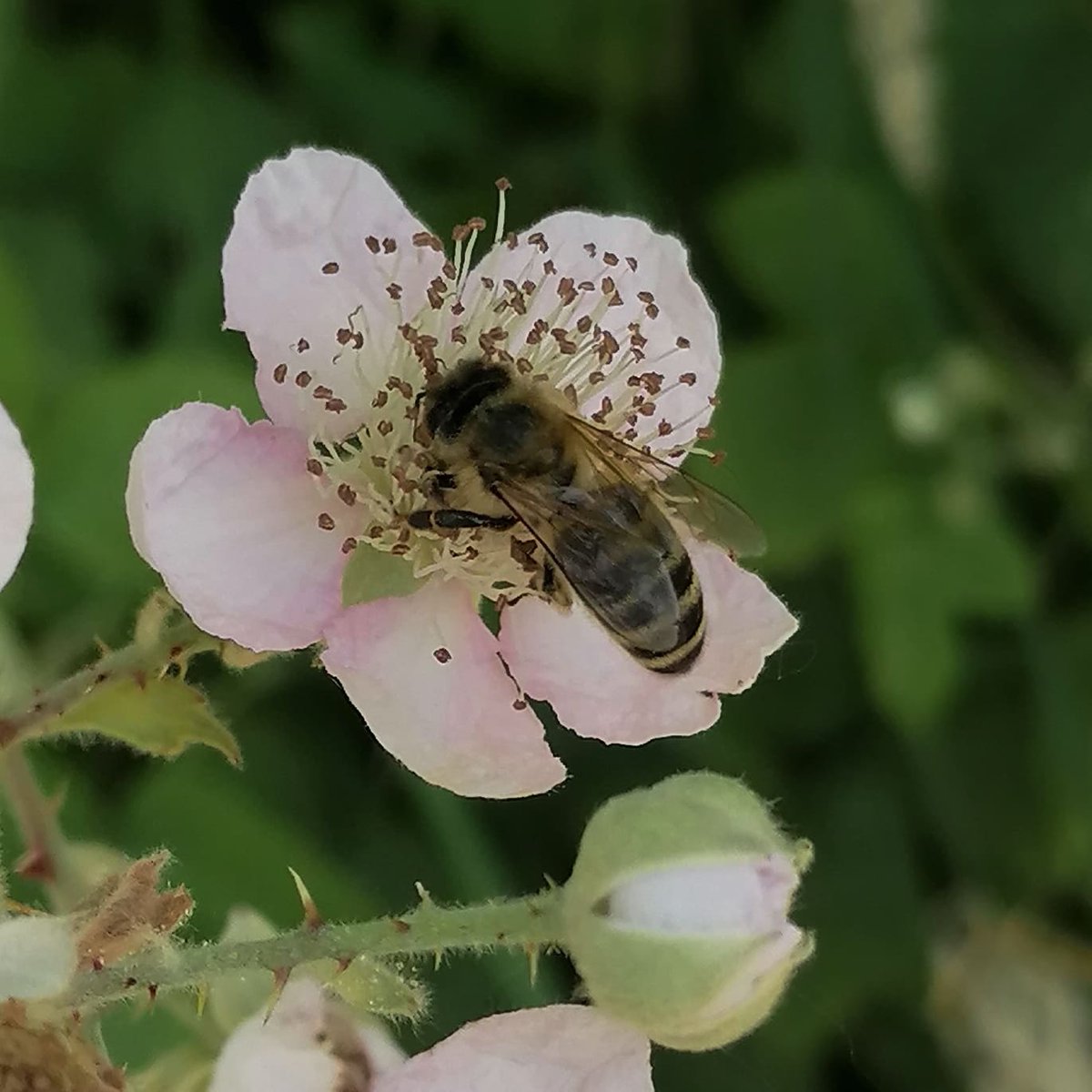 Auf die #Brombeeren fahren die #Bienen total ab. 

#nordbadenimker #honig #regional #imker #natur #hirschberg  #naturfotografie #beekeeping #honey #nature #naturephotography #mannheim #ludwigshafen #weinheim #heidelberg #ladenburg #heddesheim