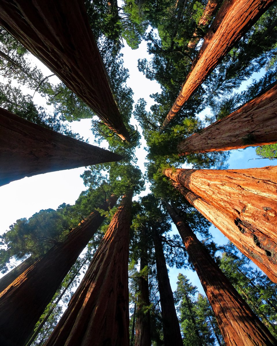 Photo of the Day: Walking with giants 🌲 Salvador Garcia scored $250 for submitting his stroll amongst the largest species in the world, the giant sequoia, to GoPro.com/Awards.

#GoPro #GoProAwards #GoProTravel #California #GiantSequoia #SequoiaNationalPark #Hiking