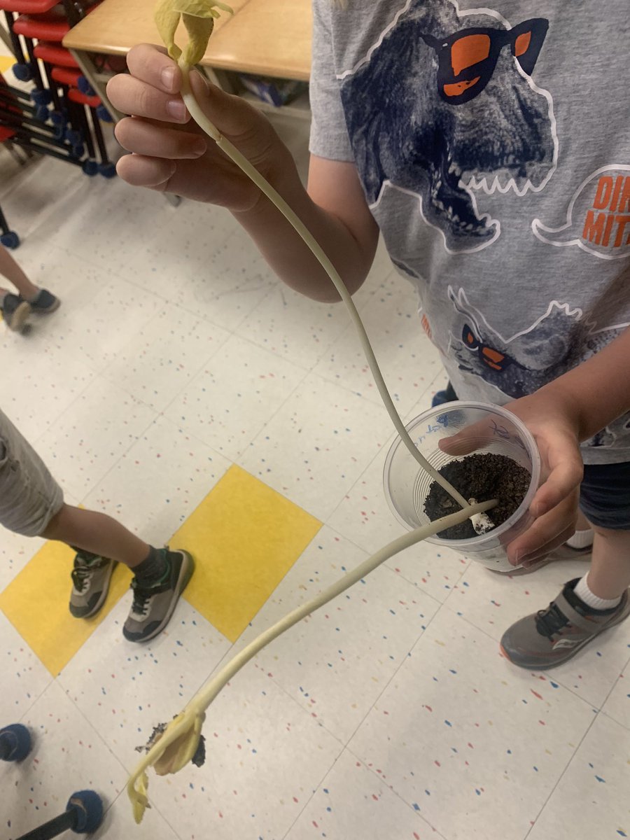 Grade1F's tweet image. Investigating living things- We grew plants from seeds. Great job recording observations and changes over time! Some scientists changed one variable to test what would happen. P discovered plant still grew without sunlight in closet but it turned out beige instead of green.
