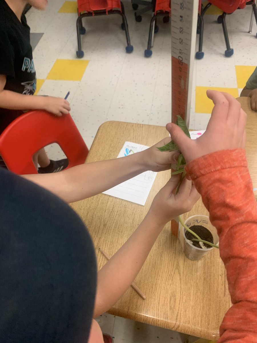 Grade1F's tweet image. Investigating living things- We grew plants from seeds. Great job recording observations and changes over time! Some scientists changed one variable to test what would happen. P discovered plant still grew without sunlight in closet but it turned out beige instead of green.