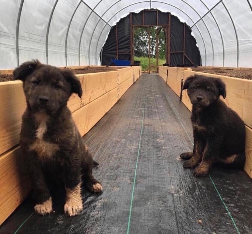 gringo_ctm's tweet photo. #Repost @dogsofcannabiz @ ig
——
Forever in time 🐾🐾 #dogsofcannabiz #dogsofcannabis @dsybot_classics #backwhen https://t.co/VVCUuost4l