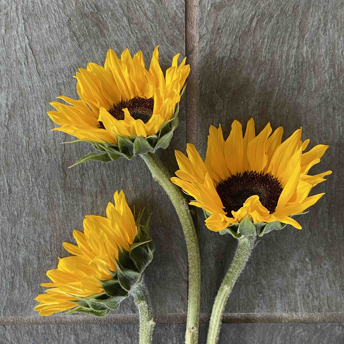 We have cute little sunflowers! 🌻 Swing by and add some sunshine to your day. ☀️ 
.
.
#steinflorist #steinyourflorist #flowers #florist #flowershop #floristry #shopsmall #shoplocal #smallbusiness #phillyflorist #philadelphiaflorist #NJflorist #sunflowers #sunny #beautiful