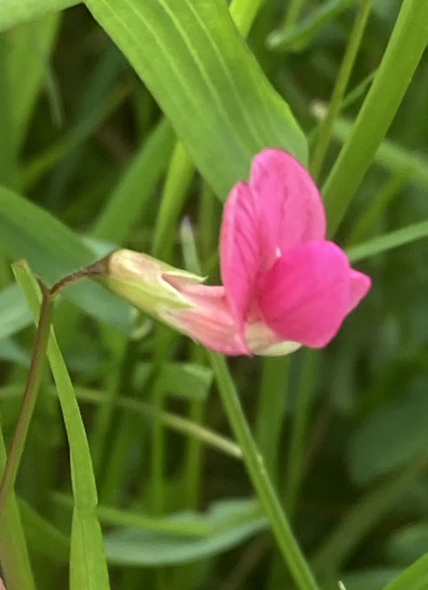 Ham Lands is a great place to see flowers of the Pea family and there is a good display of them at the moment particularly Yellow Vetchling and Grass Vetchling.