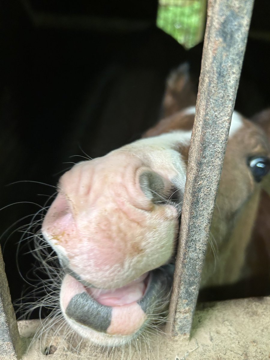 Iamalmao's tweet photo. @IndependentRed4 @CuteNoseAlert I have no teeth and goose on my face! https://t.co/9WXrE4HfCi