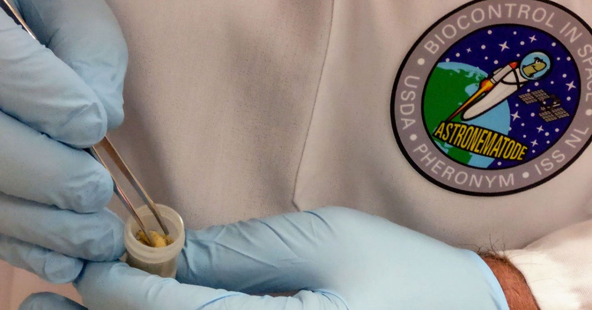 It's #WorldPestDay. 🐛🐜 What better way to celebrate than by reading how #biotechnology startup <a href="/pheronym/">Pheronym</a> and our favorite <a href="/astronematode/">AstroNematode</a> are "On the Hunt: Studying Insect-Killing Worms in Space."
#regenerativeagriculture #nematode
Details: ow.ly/ANJG50OGAUf