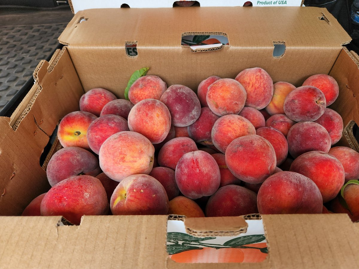 Peach season kicks off this week at <a href="/LivesayOrchards/">Livesay Orchards</a> in Porter, OK. We'll have em in stores by Friday &amp; they are available for online orders and to be added to subscription boxes as of... now. So thrilled to be anticipating a good peach season this year! $3.75/lb or $65/cs (23lb)