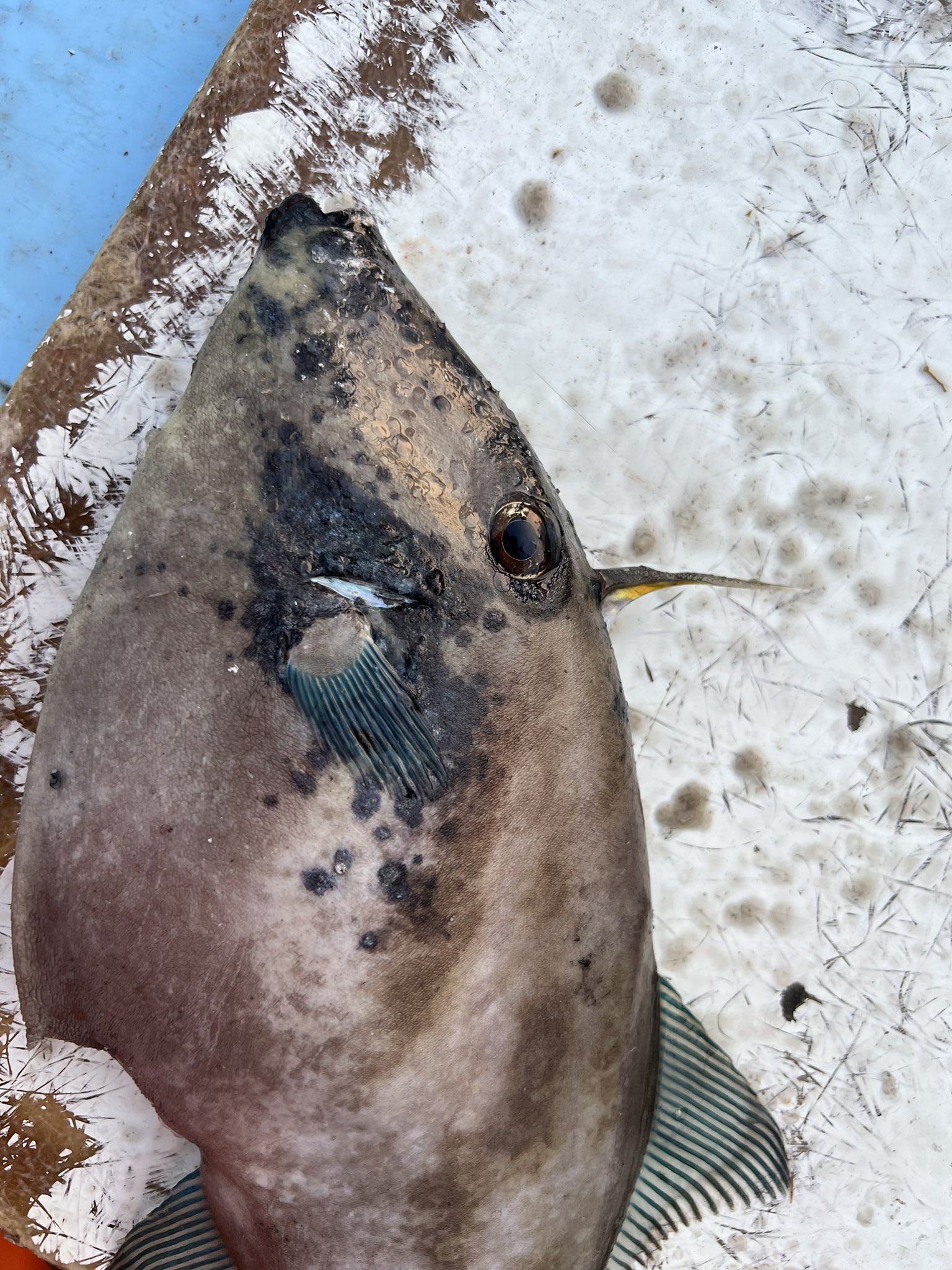 出雲の釣り人