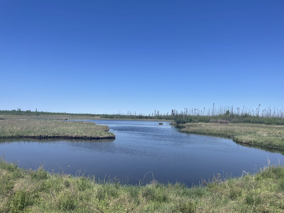 natapopovic's tweet photo. Amazing what a little rain can do 💧 
#alberta #fen #boreal https://t.co/TIdcpV2wbh
