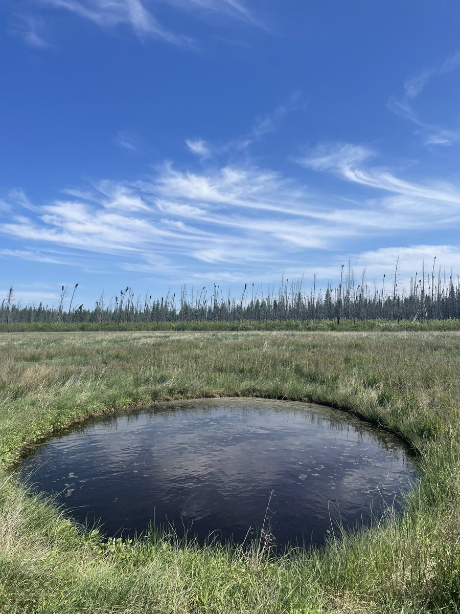natapopovic's tweet photo. Amazing what a little rain can do 💧 
#alberta #fen #boreal https://t.co/TIdcpV2wbh