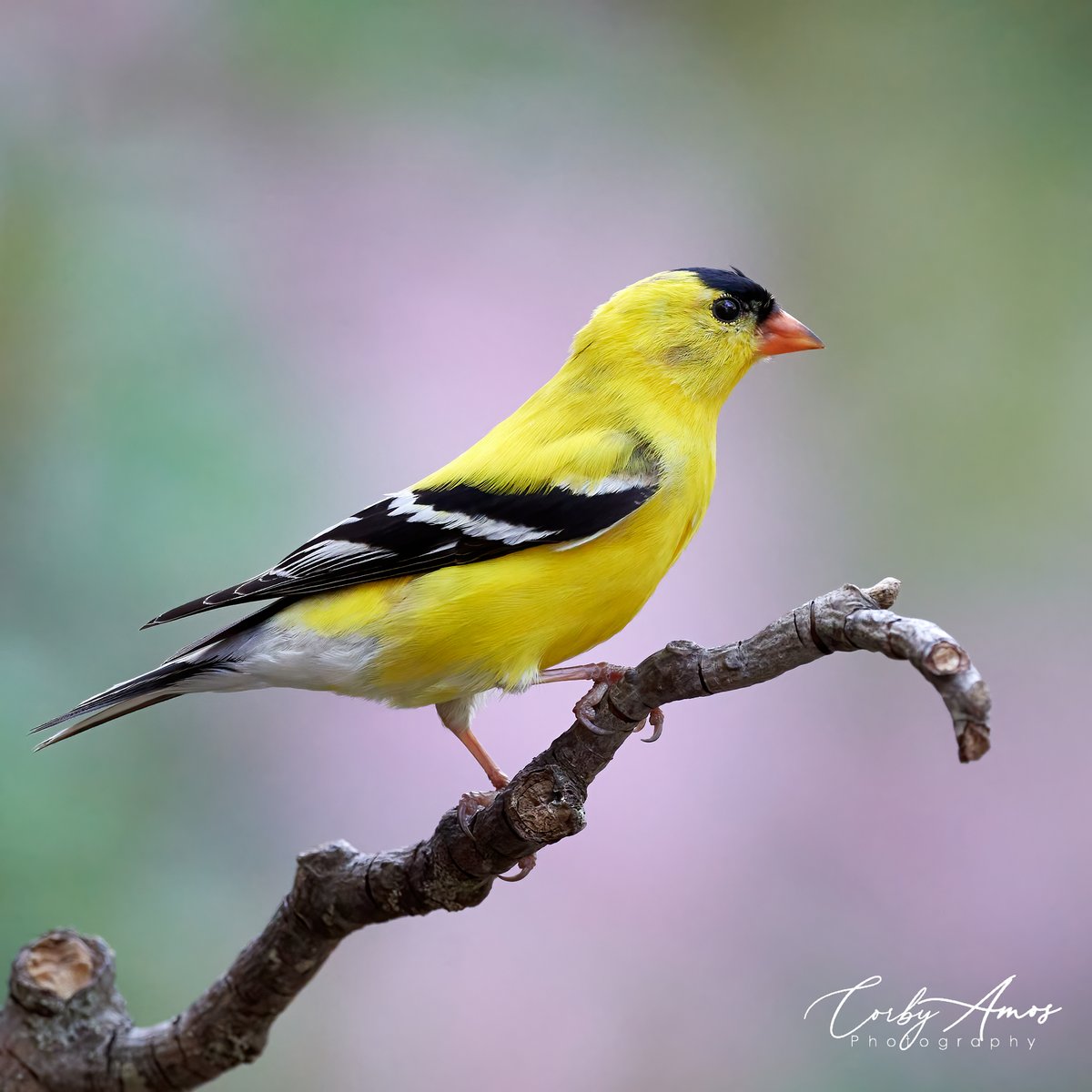 American Goldfinch
.
linktr.ee/corbyamos
.
#birdphotography #birdwatching #birding #BirdTwitter #twitterbirds #birdpics