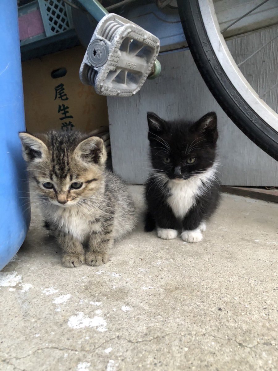 ge_jitsukaKUMA's tweet image. 港のある下町の一軒家。母猫に置き去りにされた二匹をカラスや台風から守っていたのは、家の主人の九十四歳の爺さんだった。縁あって八十一歳のオレが引き取ることにした。よろしくﾅ！