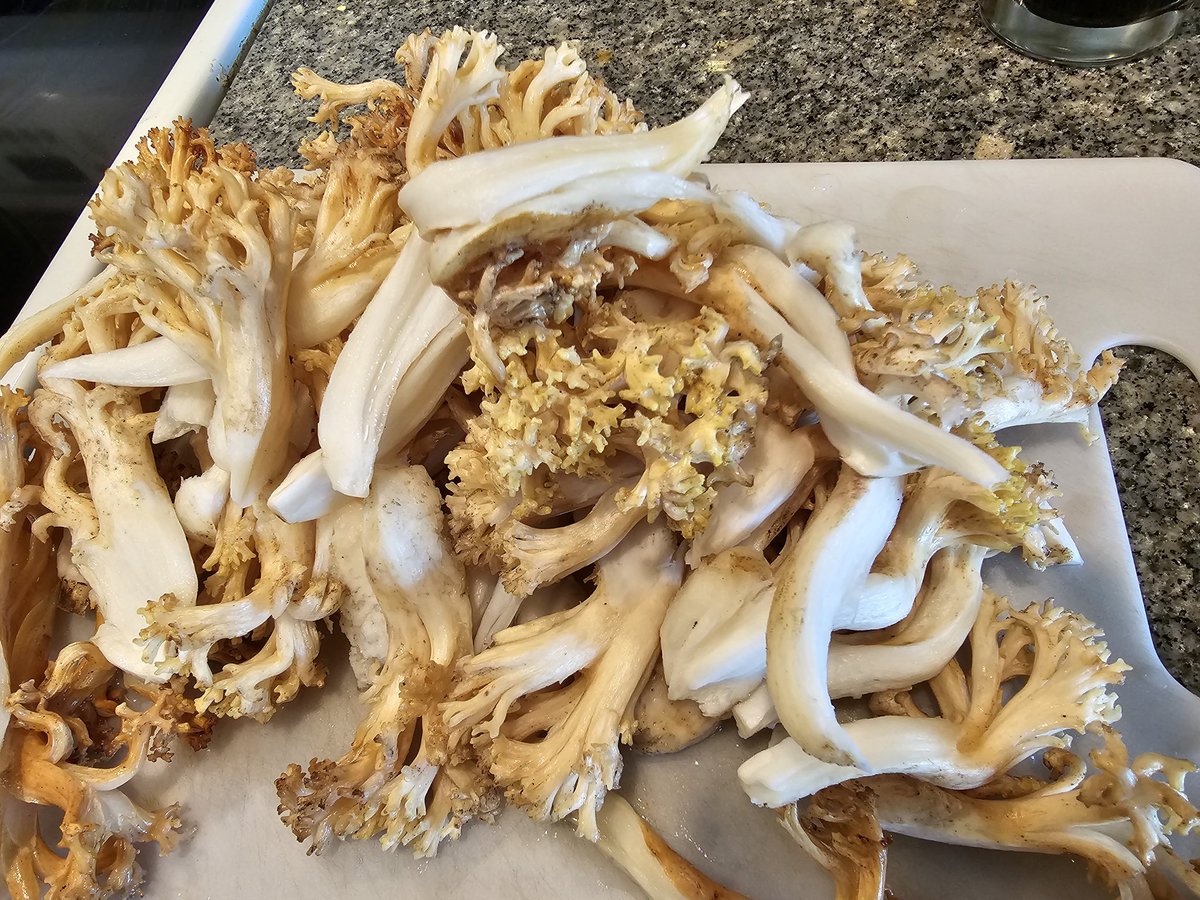 TheGlassPantry's tweet photo. Beautiful #coralmushrooms #ramaria we found recently along with one king bolete #pennybun #bolete I will use this butter garlic stir fry to top our #crostini tonight. 🥰 https://t.co/6apLhvgp4w