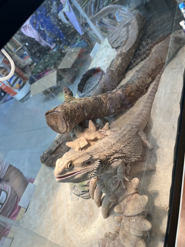 Woodside_Cares's tweet photo. Our newest staff member, Argon. 🐉 https://t.co/QBZ7TyuxIq