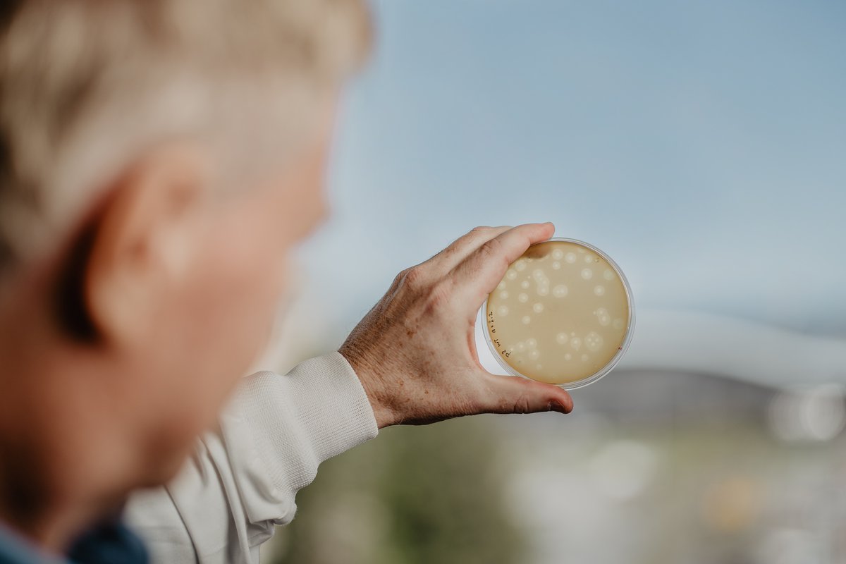 Some dairy #phages make nice plaques ...
But, we still want to get rid of them 😉