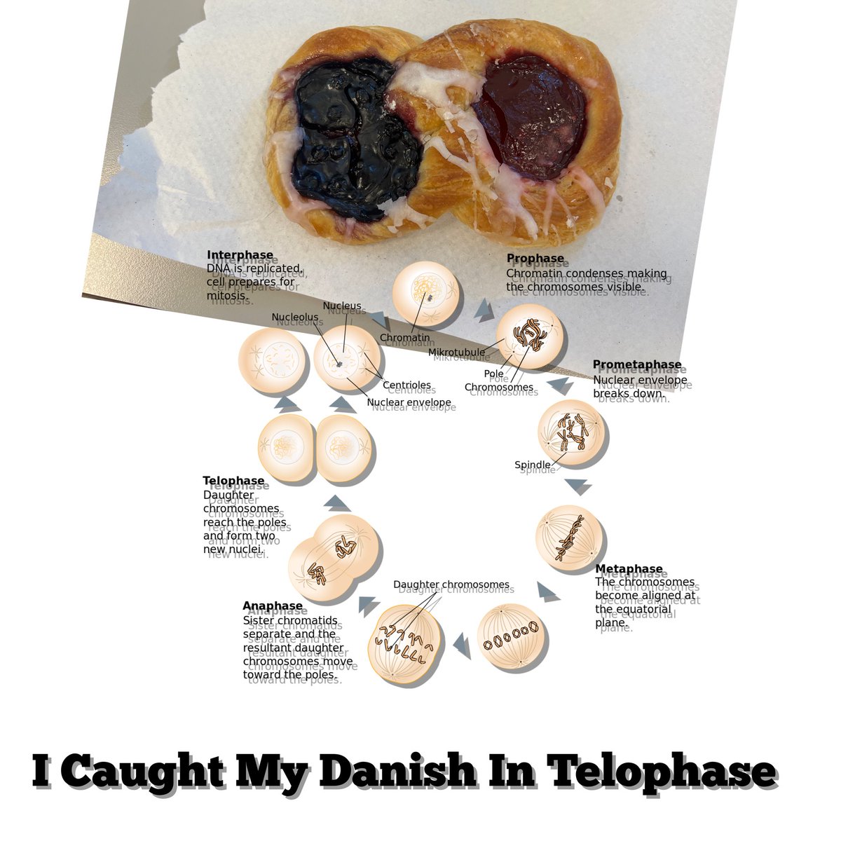 I caught my Danish in Telophase. #medtwitter