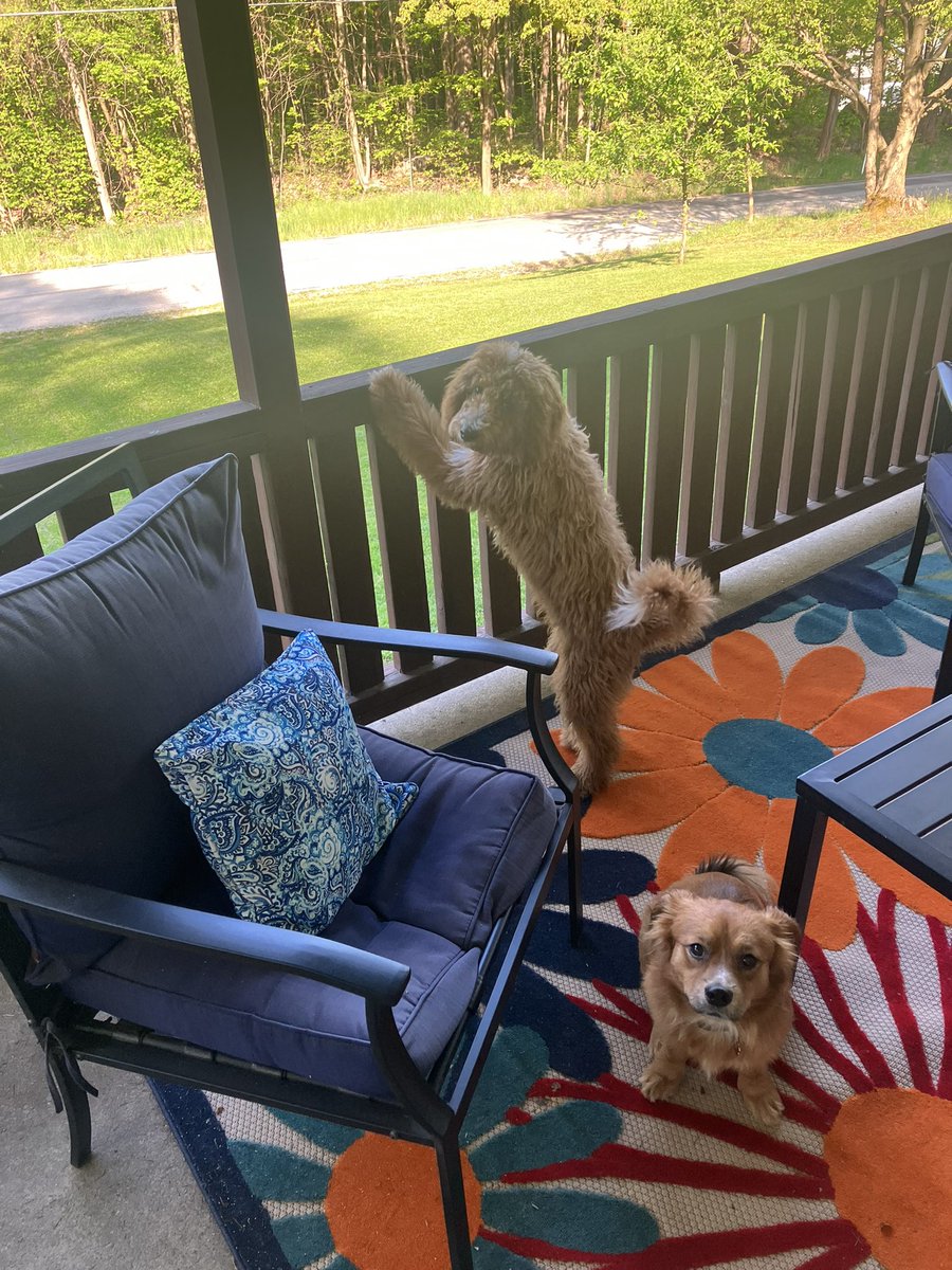 Had a rough day at work. Got home and immediately smiled because of these two boys. #GoldenBoys #Barkley #Ziggy #ZManAndTheBark