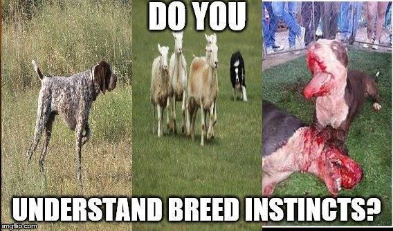 powerball44's tweet photo. @PunkRockEmpath They kill more people, pets, and livestock than all other dogs combined because they were bred for predatory aggression and #GenesMatter https://t.co/lHuSYgGwW6