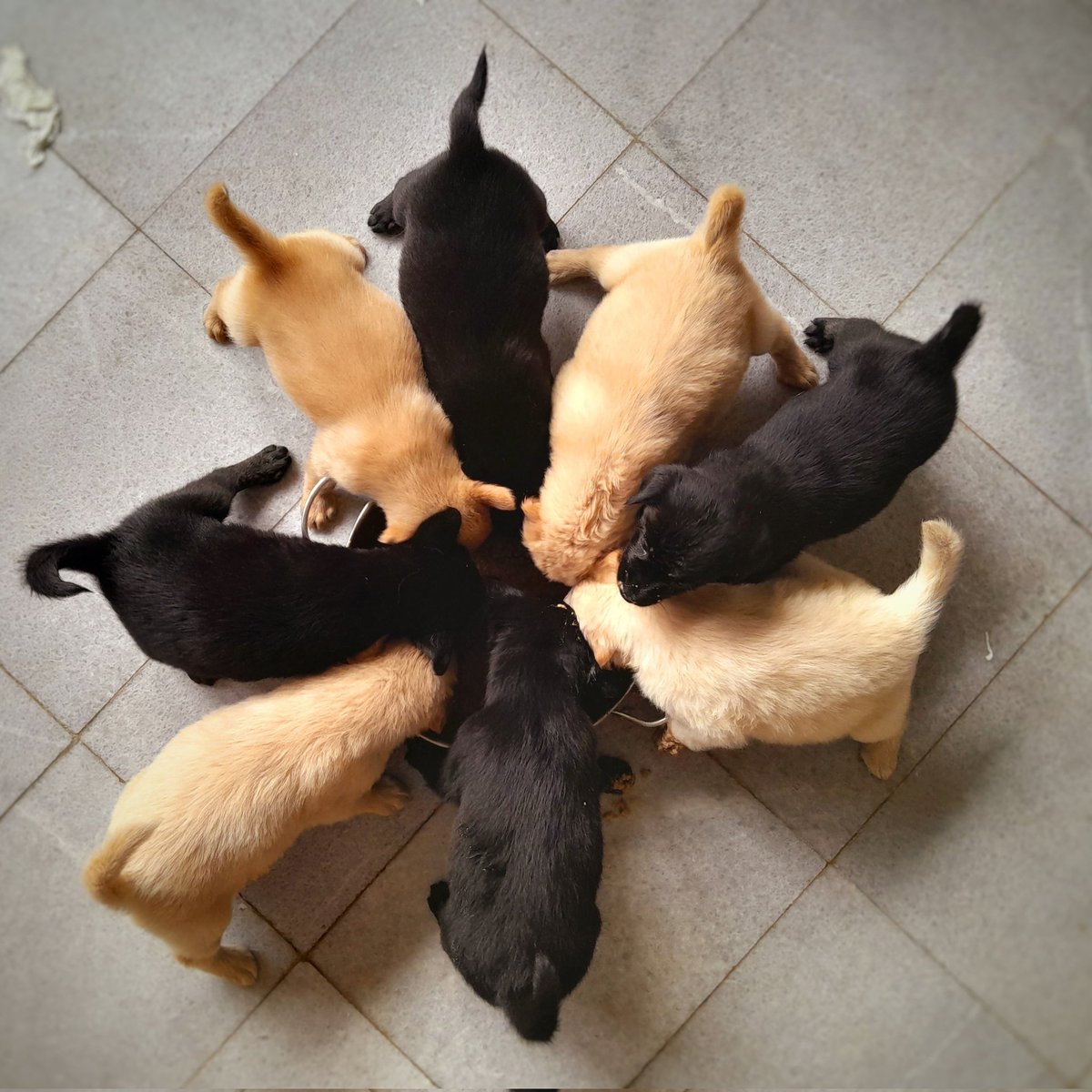 Abang Incon tweet media