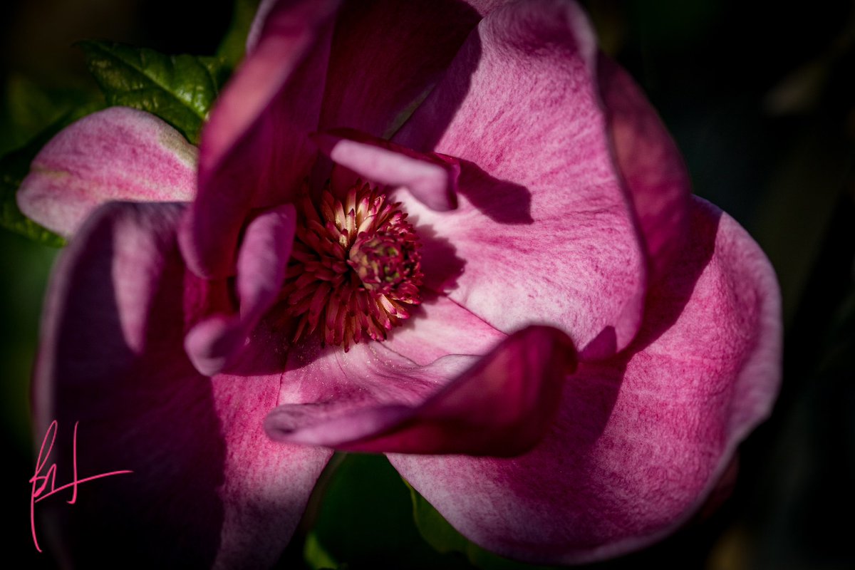 iambrianwatson's tweet photo. It was a productive day after all. 
Two agents and four publishers queried. 
Three photo shoots uploaded to the computer and one shoot reviewed.

#WritingQueerly
#SeeingQueerly 
#PeachBlossom
#Magnolia
#Redbud
#Dogwood https://t.co/zXcgxbbQHJ