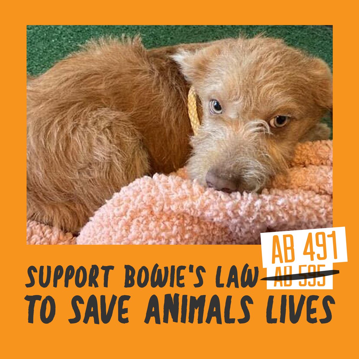 billessayli's tweet photo. #BowiesLaw is now #AB491, call your State Senator and urge them to SUPPORT AB 491 to require 72-hour public notice before a shelter can euthanize an adoptable pet. Also call Senate pro Tem Toni Atkins at 916-651-4039 and urge her to advance it out of the Senate Rules Committee. https://t.co/kmpu5Ma6dN