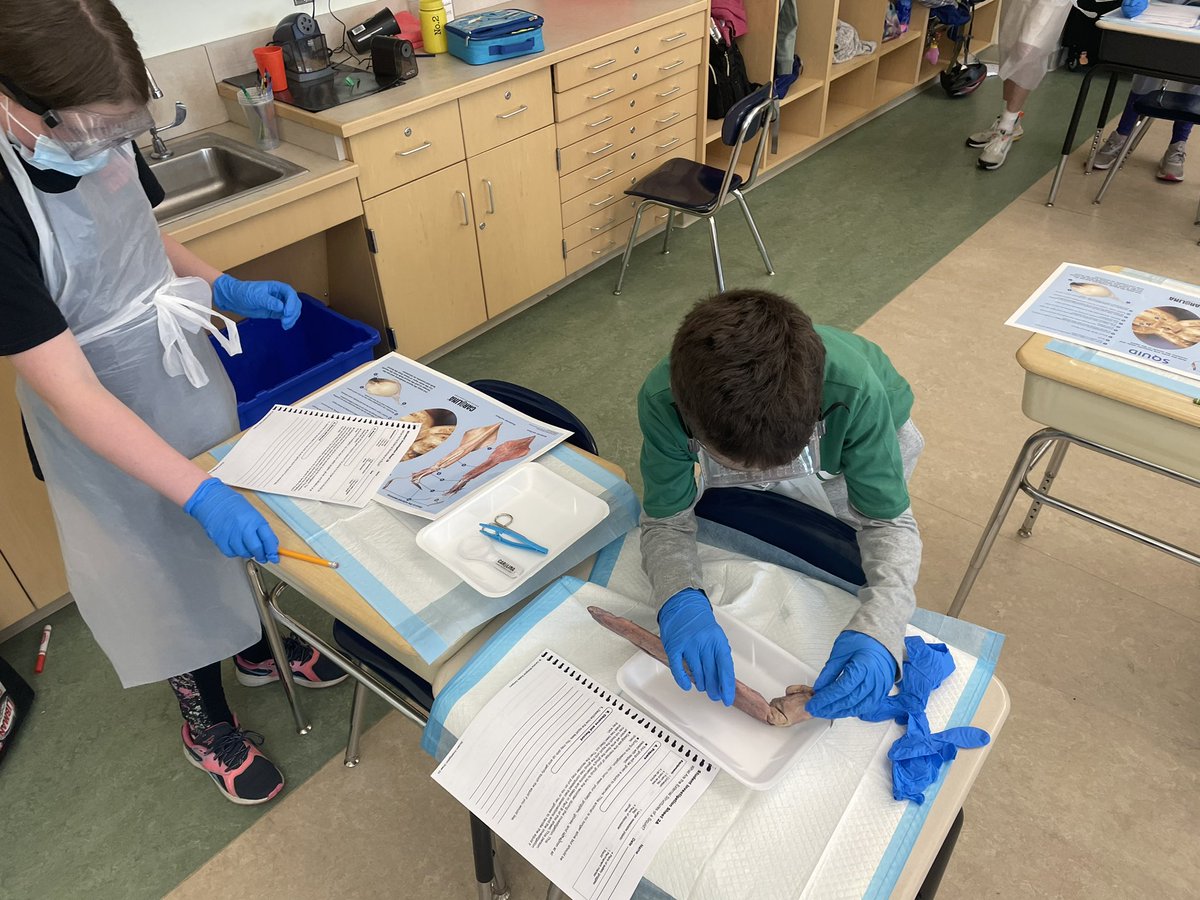 DPSAveryES's tweet photo. Our 4th-graders had a great day dissecting and learning about squids today! Way to go Squid Squad!! (Special thanks to Ms. Powers for making the awesome tshirts!!) https://t.co/yFQr6COwjU