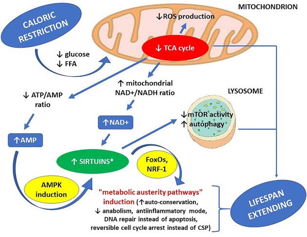 1/2
SIRTUINS are histone & nonhistone deacetylases

Caloric restriction increases NAD+ & AMP
Sirtuins are activated by NAD+ & AMPK
Sirtuins deacetylates proteins leading to “metabolic austerity” — autophagy, catabolism & antiinflammation
#ERICKMD24Biochemistry