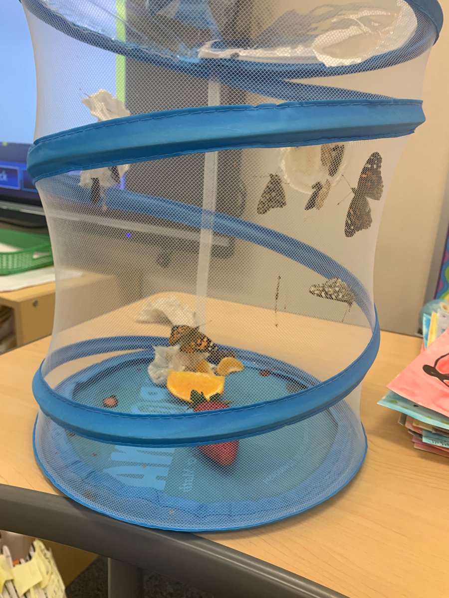 JMEtimberwolves's tweet photo. Butterflies, Butterflies in our 3rd grade classrooms! https://t.co/jpO7qYDnCW