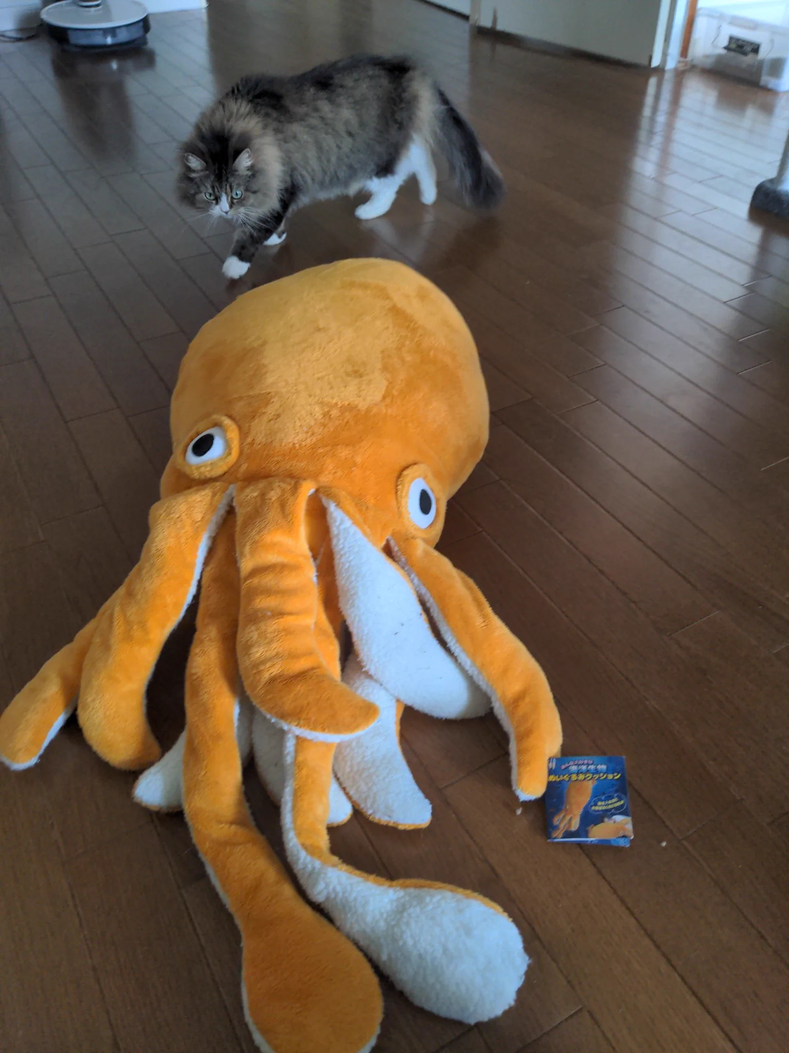 @japan_ika_union ウチにはちょっと小さめ(といっても猫と比べて大きめ) 