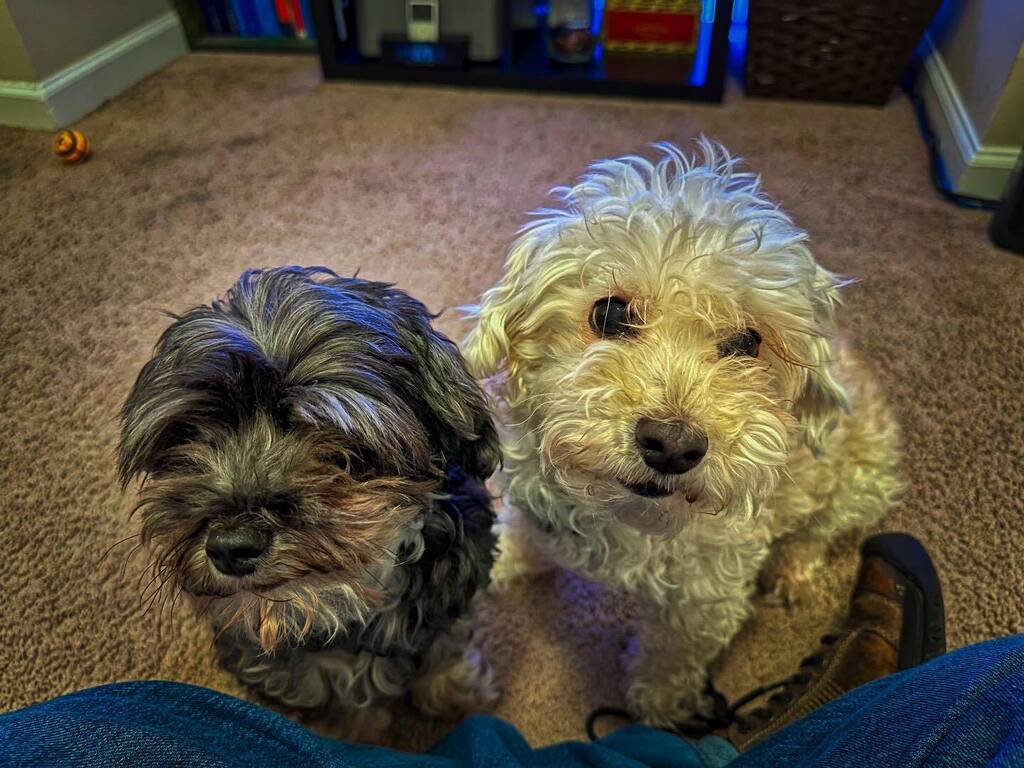 I just got home and told the dogs how proud I was to not get a single notification from Alexa about them barking while I was gone. I rewarded each with a piece of cheese… then realized my Alexa Echo has been on “Mute” since yesterday. instagr.am/p/Csr7Hl5h6R6/