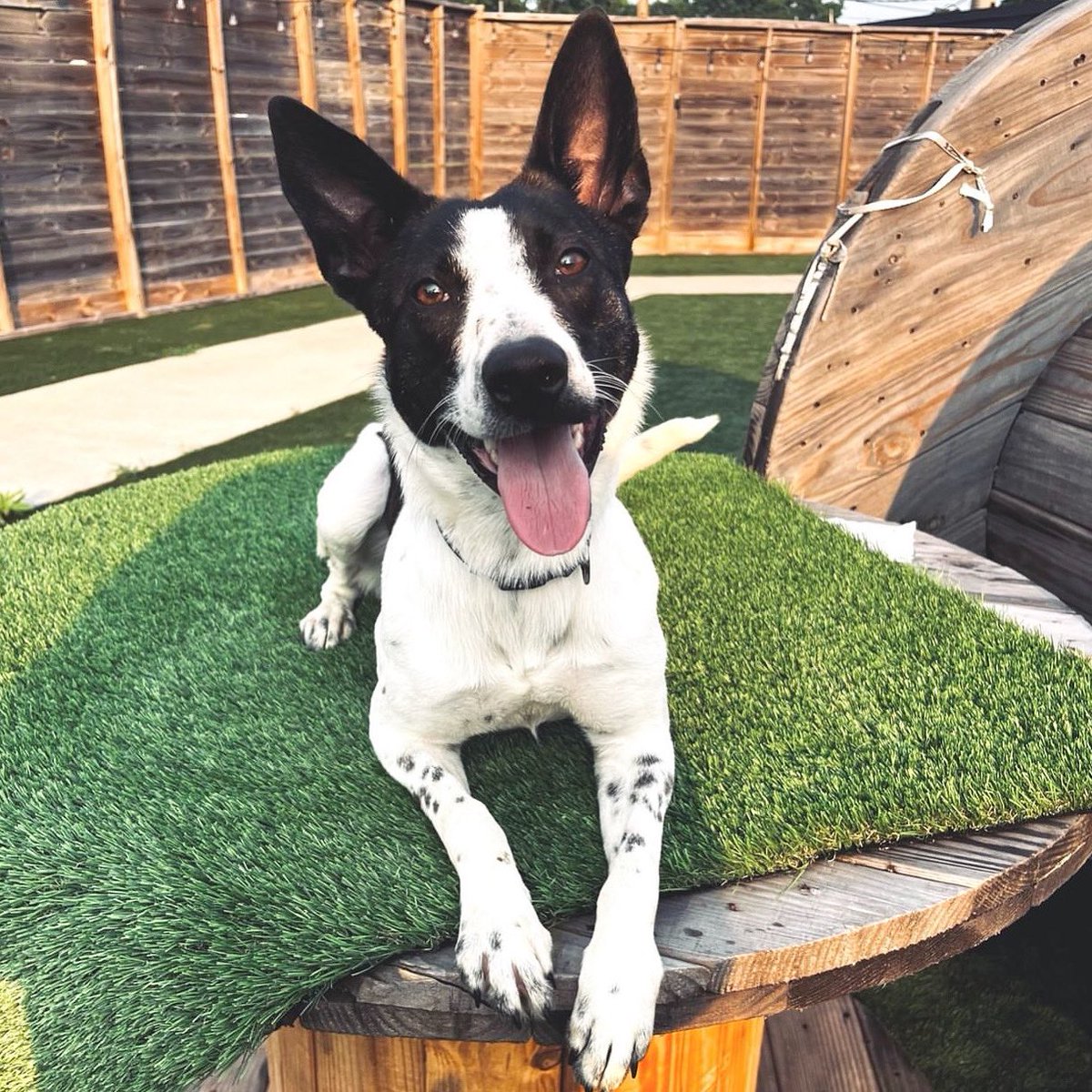 ADOPT: Julep!

The team at <a href="/AgapeRescue/">Agape Animal Rescue & Training Center</a> and I can’t believe that this little 10-month old hasn’t been adopted yet! She’s medium in size and just a little ray of sunshine! Contact Agape if you’d like to meet her. ✌️❤️🐶