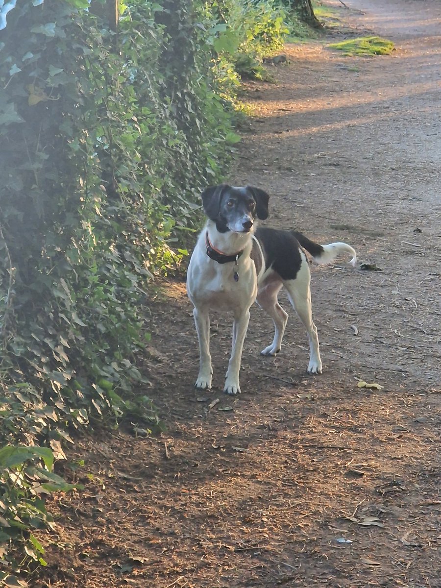 GinMutton's tweet image. Nothing better then a good walk