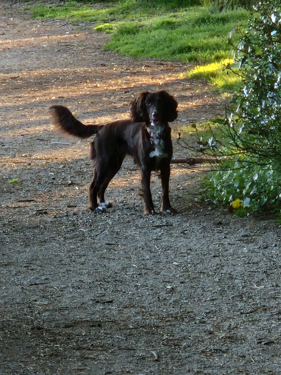 GinMutton's tweet image. Nothing better then a good walk