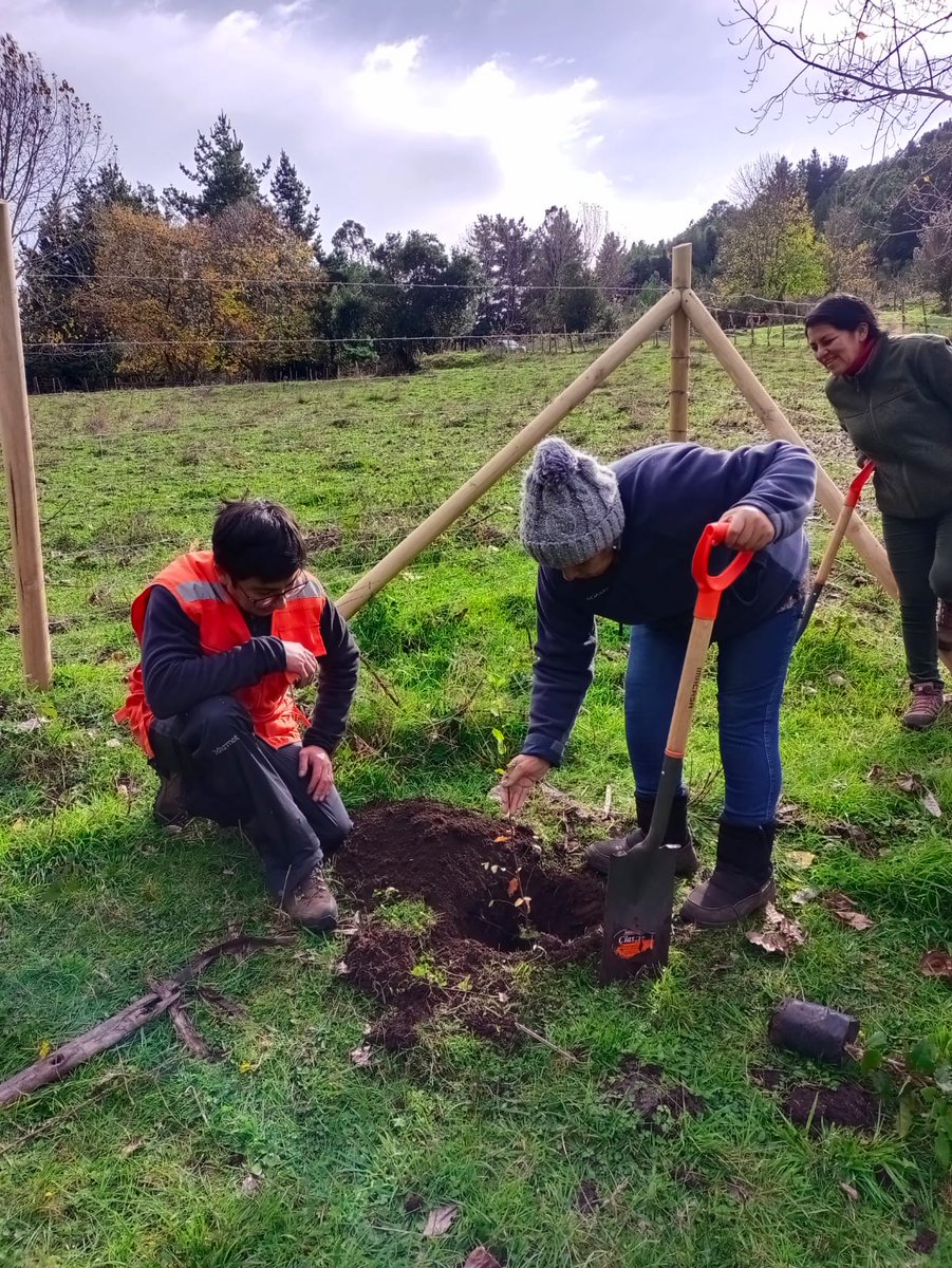 conaf_losrios's tweet photo. 🟢 FUTRONO | En el marco de la Estrategia Nacional de Cambio Climático y RV #CONAF, implementado por proyecto +Bosques #FAO, se realiza actividad de capacitación en plantación de #arbolesnativo para beneficiarios/as #IslaHuapi https://t.co/8dgxegpx4p