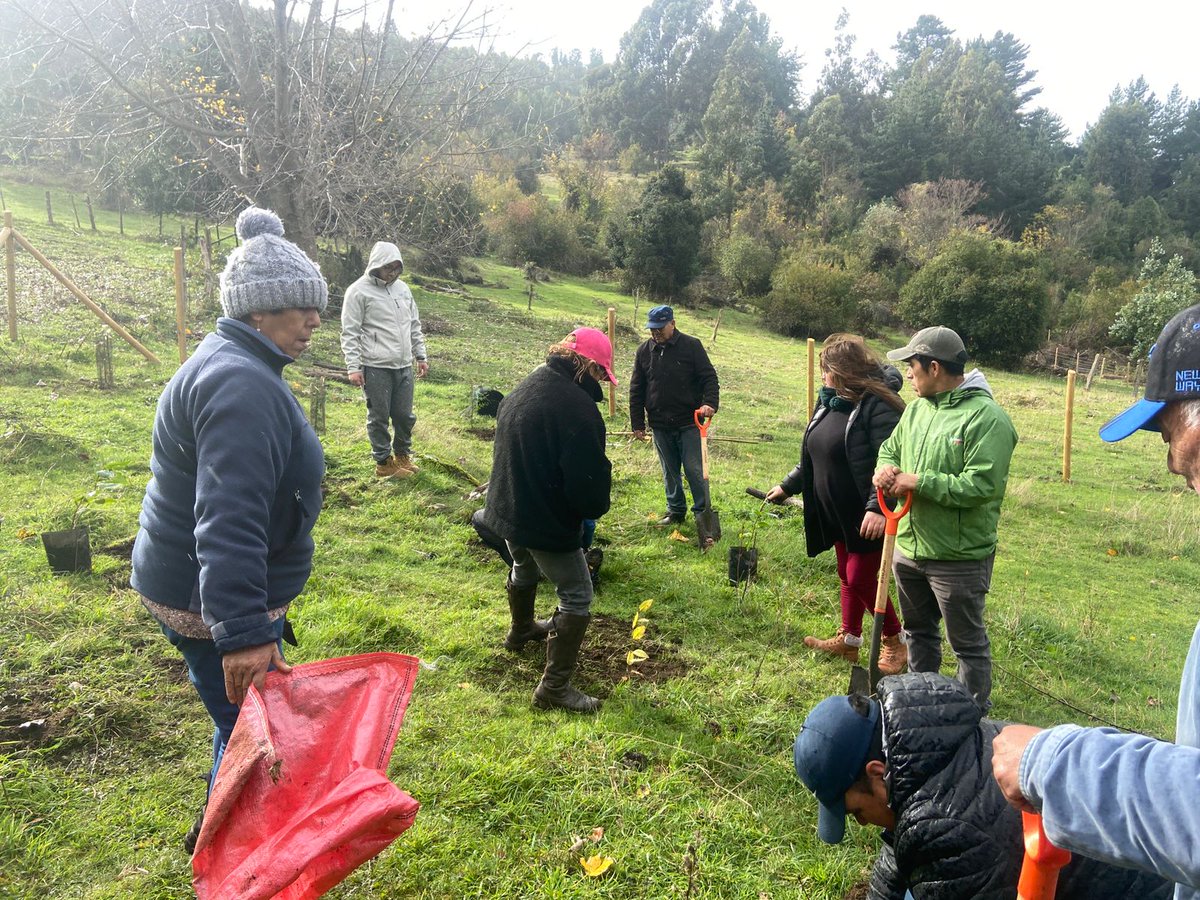 conaf_losrios's tweet photo. 🟢 FUTRONO | En el marco de la Estrategia Nacional de Cambio Climático y RV #CONAF, implementado por proyecto +Bosques #FAO, se realiza actividad de capacitación en plantación de #arbolesnativo para beneficiarios/as #IslaHuapi https://t.co/8dgxegpx4p
