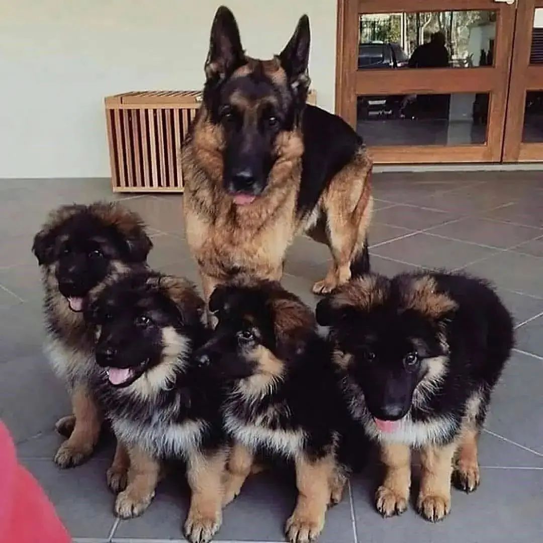 Happy family  
#GermanShepherd #gsd #gsdlover #dogsoftwitter #germanshepherdpuppiesa