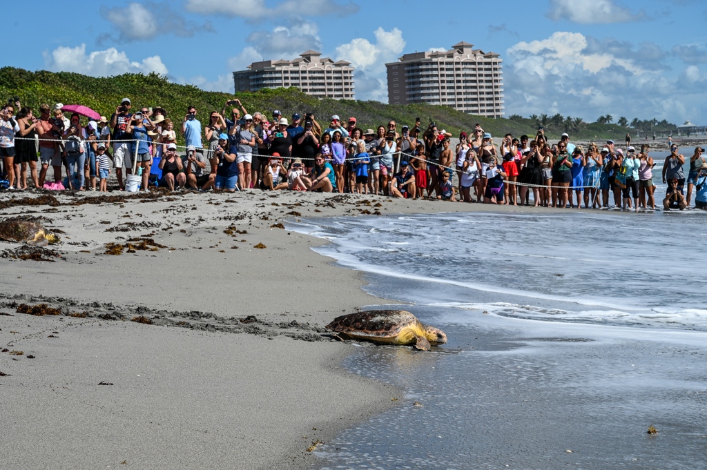 Loggerhead Marinelife Center tweet media