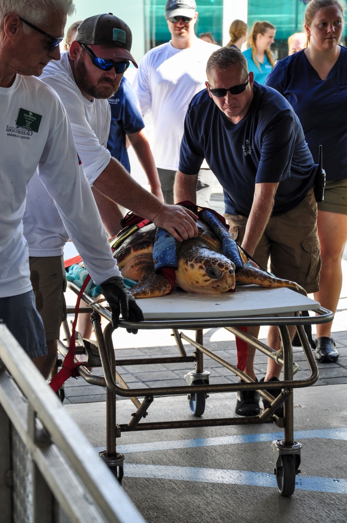 Loggerhead Marinelife Center tweet media