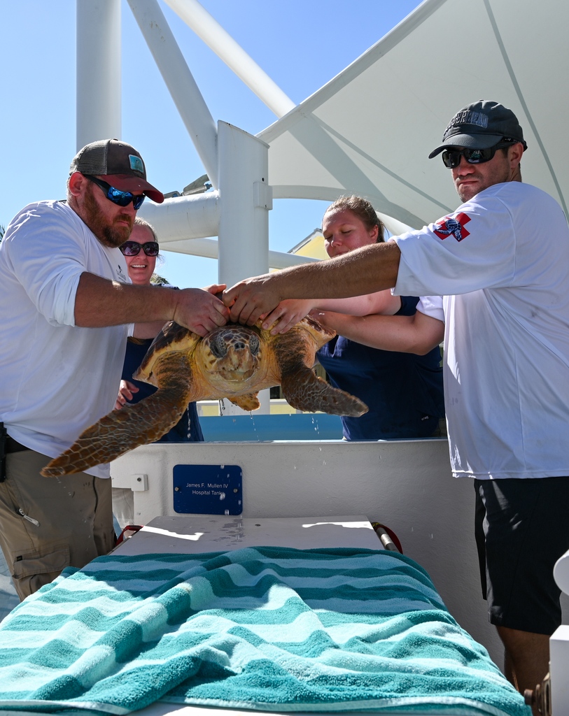 Another great day to experience successful rescue to release journeys for our patients at Loggerhead Marinelife Center! From all of us here at LMC, thank you to everyone who greeted Josie and Petunia this morning as they made their way back to the ocean.