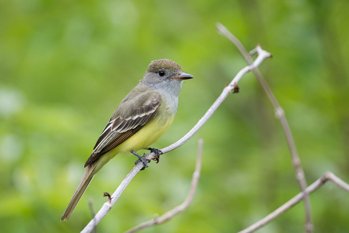 Ryan Shean tweet media