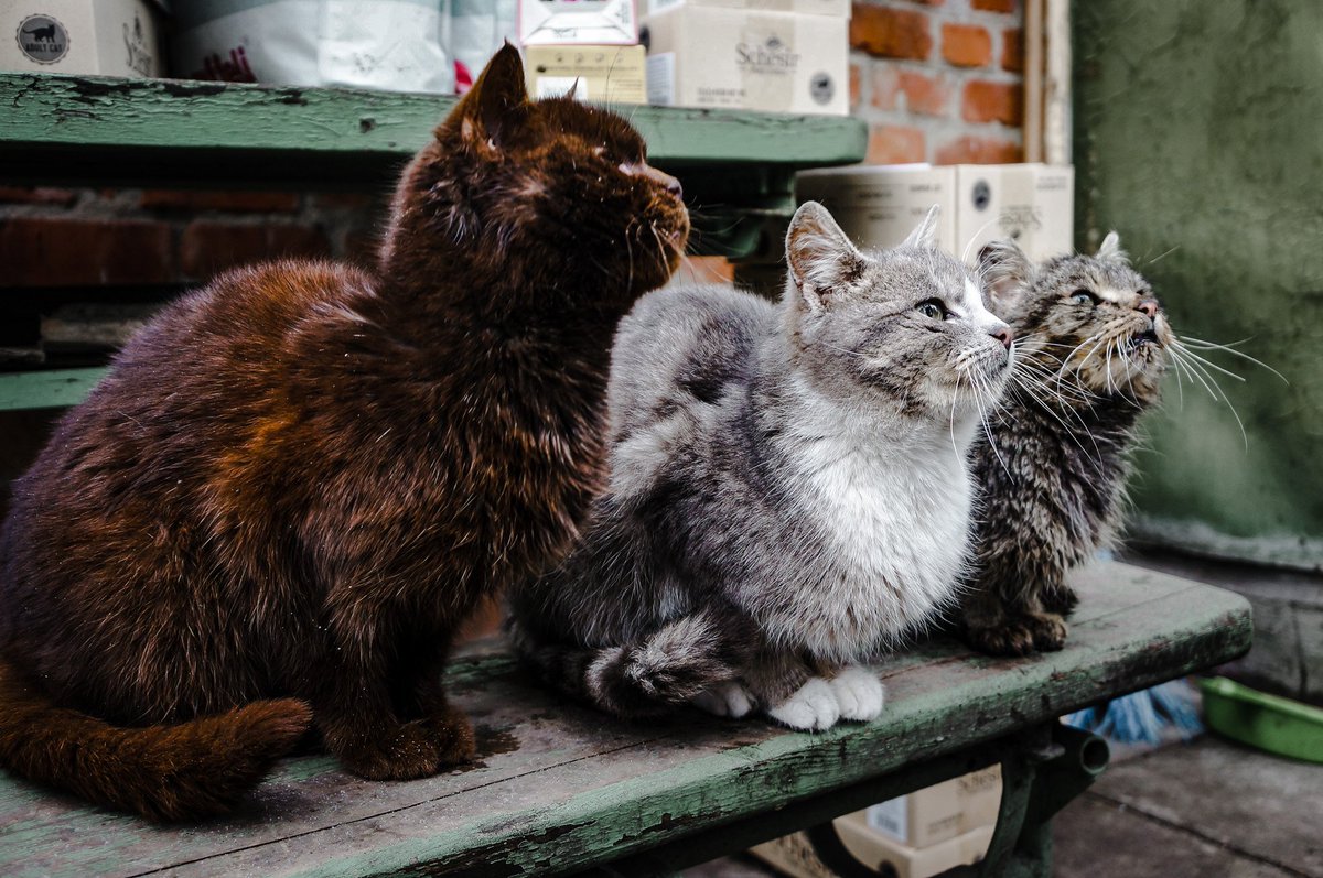 🐱Nurturing hope amidst Chaos: Feeding stray cats in #Ukraine, One Bowl at a Time 🐾

💙 #catsoftwitter #cryptoforgood #nftsforgood 
#FrontlineFeedingProgram