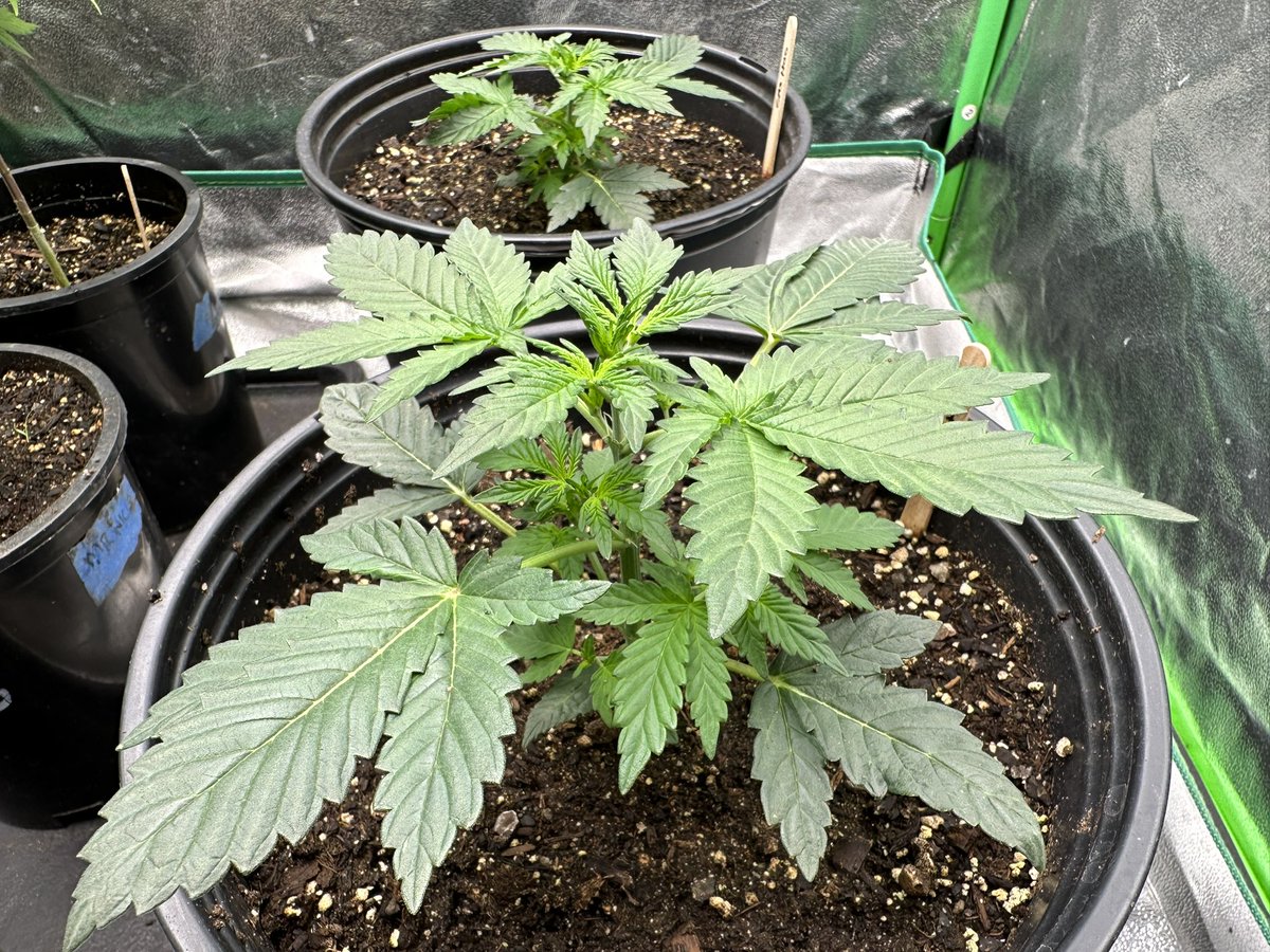 #sourgas at day 25 #sofemgenetics #cultivation #craftcannabis #kush #cannabisculture #420community #420life